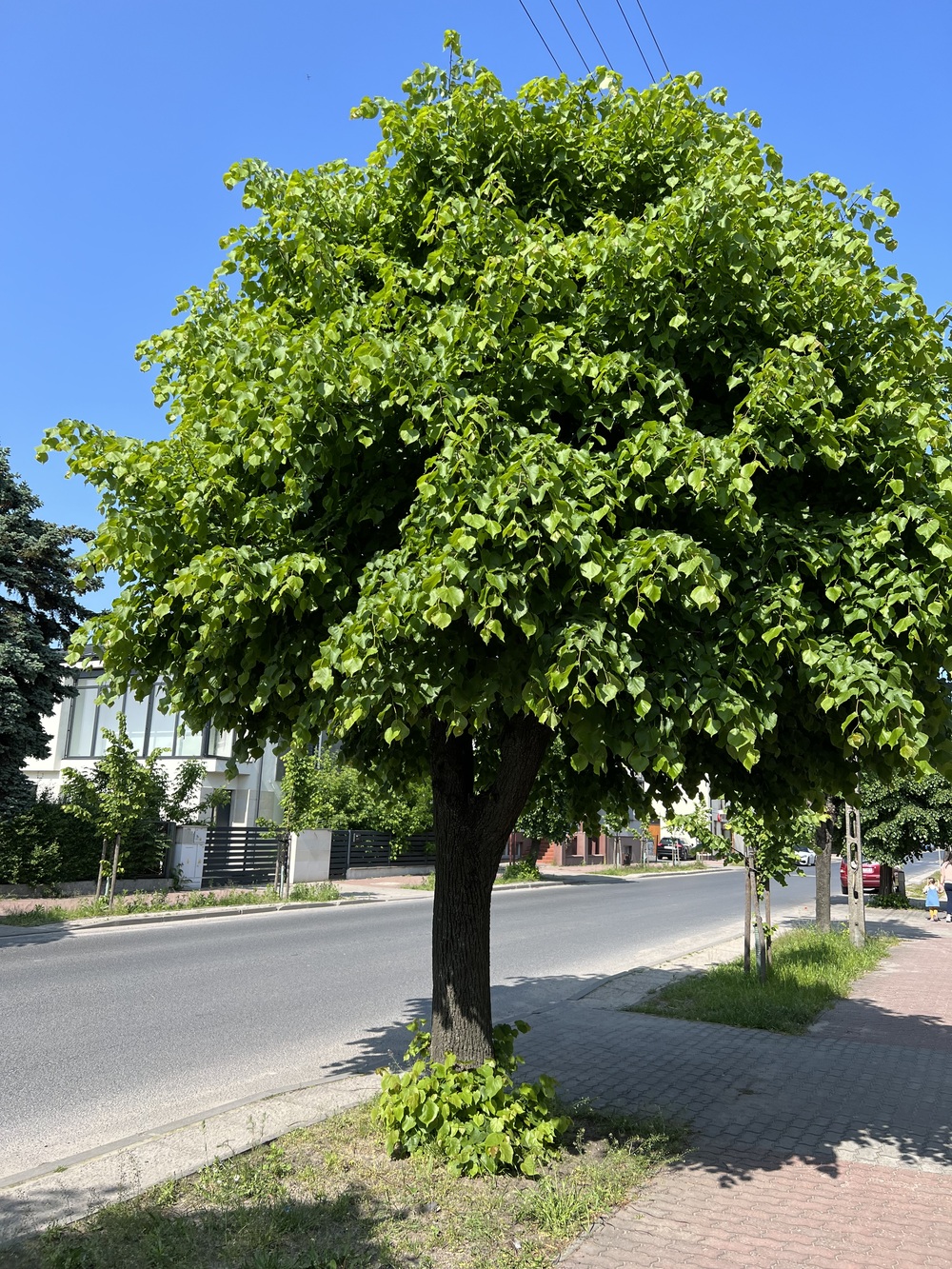 Lipa szerokolistna