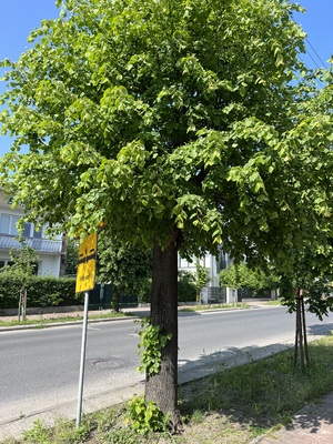 Lipa szerokolistna Kościelna