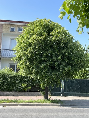 Lipa szerokolistna Kościelna